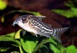 Schwartzi Corydoras 